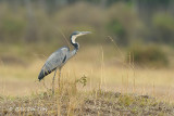 Heron, Black-headed