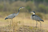 Heron, Black-headed