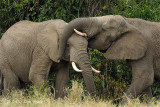 Elephant, African Bush