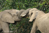 Elephant, African Bush