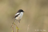 Fiscal, Common (female)