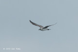 Skua, Long-tailed @ Straits of Singapore