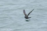 Petrel, Swinhoes Storm @ Straits of Singapore