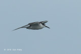 Tern, Bridled @ Straits of Singapore