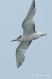 Tern, Aleutian @ Straits of Singapore