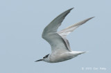 Tern, Aleutian @ Straits of Singapore