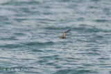 Petrel, Swinhoe's Storm @ Straits of Singapore