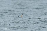 Petrel, Swinhoe's Storm @ Straits of Singapore