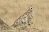 Lone Cheetah