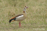 Goose, Egyptian