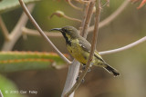 Sunbird, Variable @ Mara Serena Safari Lodge