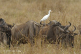 Egret, Cattle