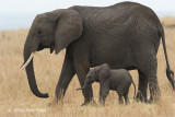 Elephant, African Bush