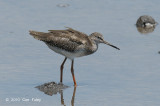 Redshank, Common @ Sungei Buloh