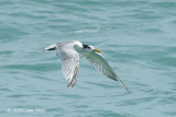 Tern, Greater Crested @ Singapore Strait
