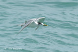 Tern, Greater Crested @ Singapore Strait