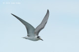 Tern, White-winged @ Singapore Strait
