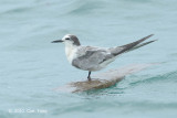 Tern, Aleutian @ Singapore Strait