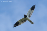 Harrier, Pied (male) @ Khao Dinsor