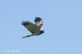 Harrier, Eastern Marsh (male) @ Khao Dinsor