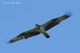 Osprey @ Khao Dinsor