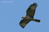 Buzzard, Steppe (juvenile) @ Khao Dinsor