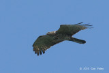 Buzzard, Oriental Honey (adult male) @ Khao Dinsor