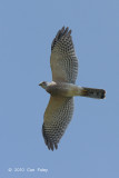 Shikra (adult male) @ Khao Dinsor