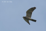 Buzzard, Grey-faced (juvenile) @ Khao Dinsor