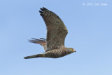 Buzzard, Grey-faced (adult) @ Khao Dinsor