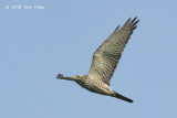 Buzzard, Grey-faced (juvenile) @ Khao Dinsor