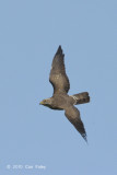 Buzzard, Grey-faced (juvenile) @ Khao Dinsor