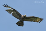 Buzzard, Oriental Honey (adult female) @ Khao Dinsor