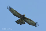 Buzzard, Oriental Honey (adult female) @ Khao Dinsor