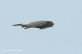 Goshawk, Crested (adult male) @ Khao Dinsor