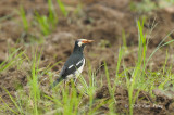 Starling, Asian Pied @ Neo Tiew Lane 2