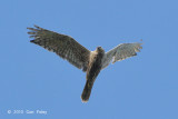 Harrier, Eastern Marsh (female) @ Khao Dinsor