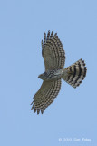 Shikra (juvenile) @ Khao Dinsor