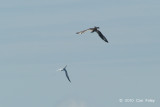 Skua, Pomarine @ Straits of Singapore