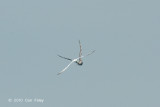 Skua, Pomarine @ Straits of Singapore