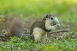 Squirrel, Variable @ Bidadari