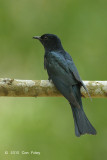 Cuckoo, Asian Drongo @ Bidadari