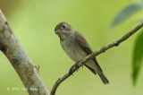 Flycatcher, Asian Brown @ Bidadari