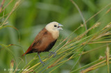 Munia, White-headed (adult) @ Sungei Balang