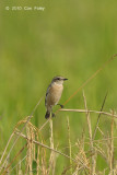 Stonechat, Siberian @ Sungei Balang