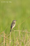 Stonechat, Siberian @ Sungei Balang