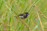 Munia, White-rumped @ Sungei Balang