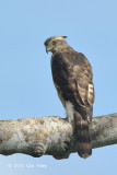 Eagle, Mountain Hawk