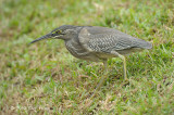 Heron, Straited @ Langkawi