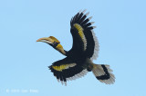 Hornbill, Great (female) @ Langkawi